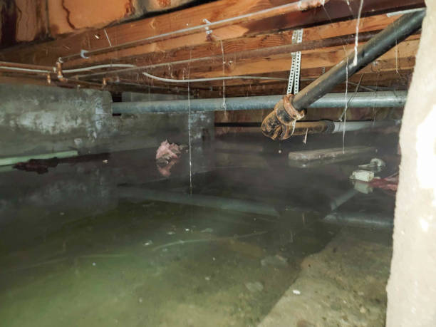Best Water damage restoration near me  in Riverside, IA